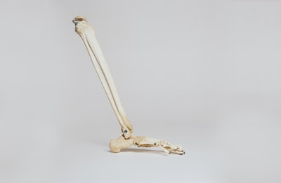 人体腿部骨骼
